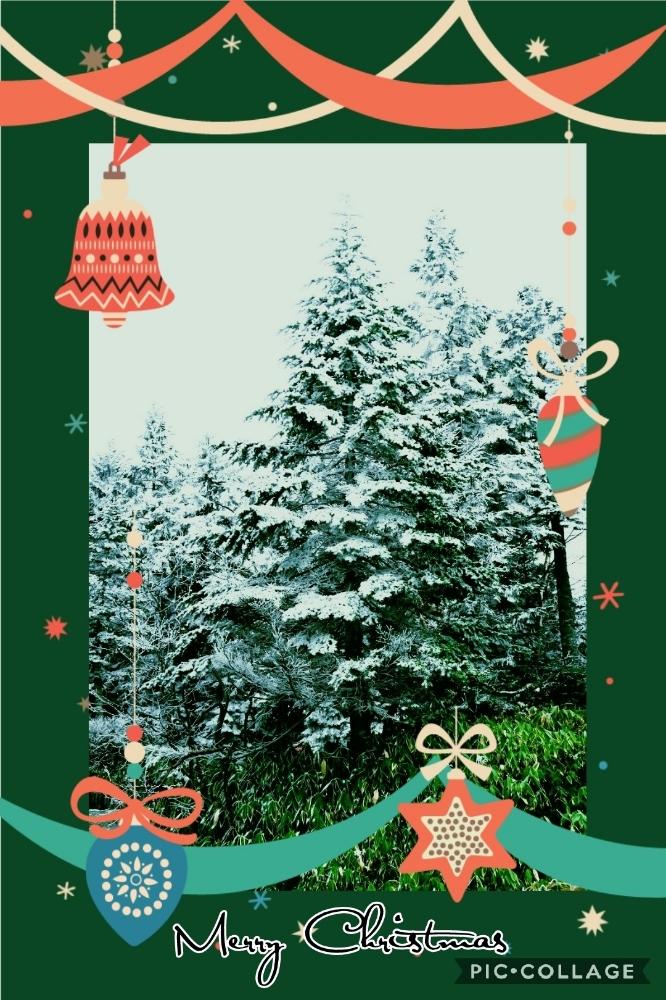 針葉樹の投稿画像 By Toshi722さん メリークリスマスと岐阜県と新穂高ロープウェイと高山市と秋の風景 18月12月5日 Greensnap グリーンスナップ
