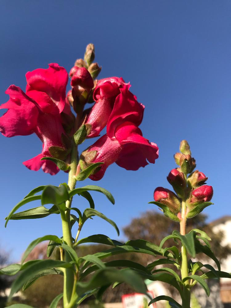 金魚草の投稿画像 By Momoさん お花屋さんとモデル金魚草 18月12月5日 Greensnap グリーンスナップ