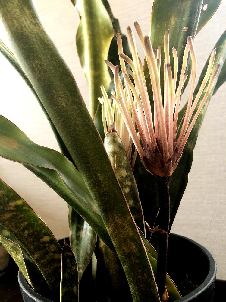 サンスベリアの投稿画像 By Chiiさん サンセベリア サンスベリア キルキー プルクラ コッパートーンと花のある暮らしと珍奇植物と多肉植物とアジアン 18月12月5日 Greensnap グリーンスナップ