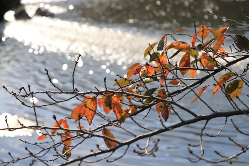 桜の葉っぱの投稿画像 By Takosyaさん ファインダー越しの私の世界とキラキラ と景色と栃木県と旅の風景と花初心者と風景と秋の風景と玉ボケとお出かけ先にて 18月12月5日 Greensnap グリーンスナップ