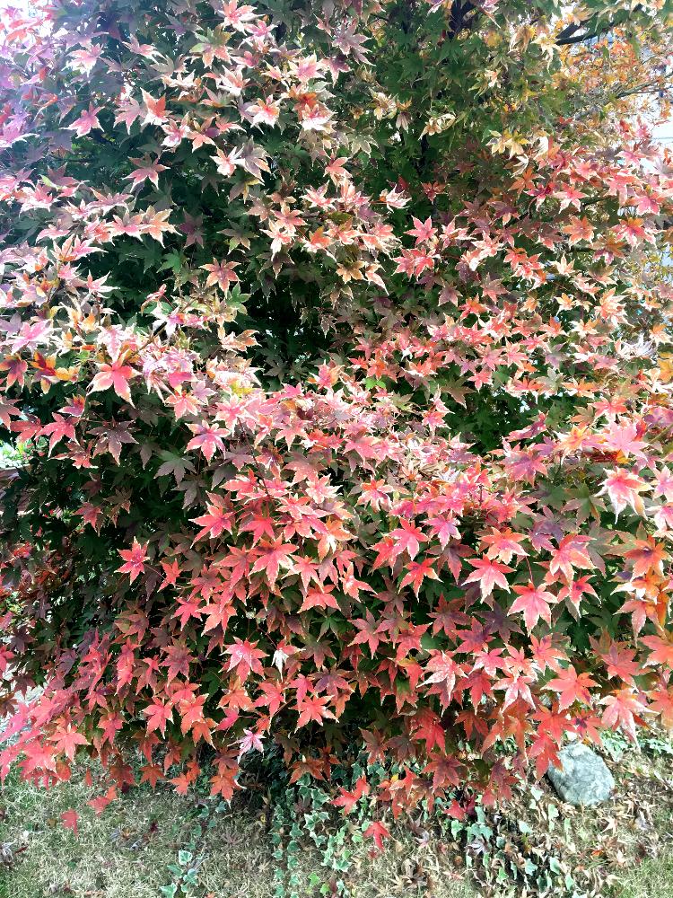 モミジの投稿画像 By ひろぴさん シンボルツリーと紅葉してる 18月12月5日 Greensnap グリーンスナップ