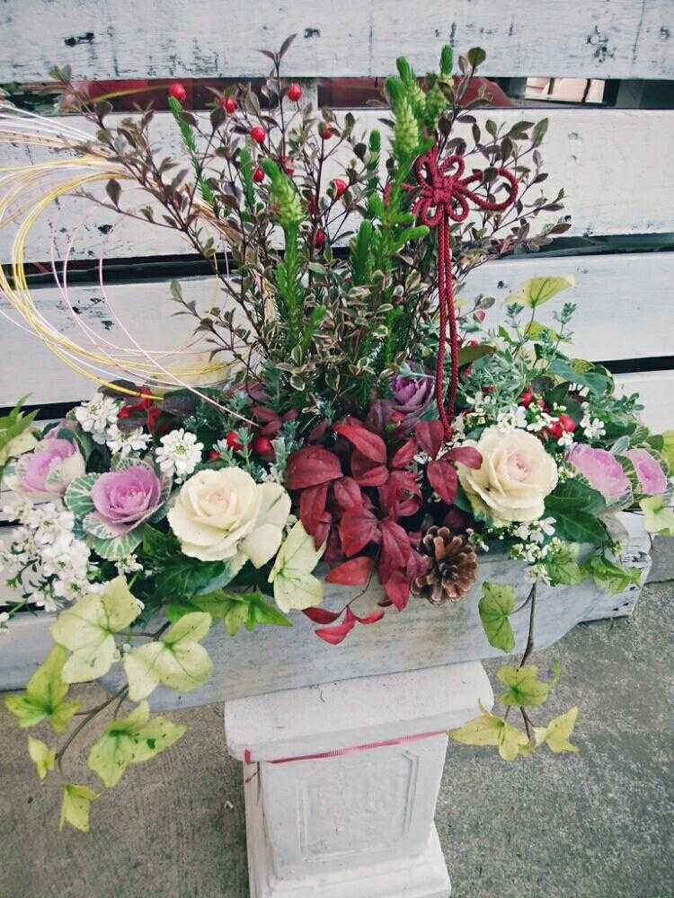 踊り葉牡丹に挑戦 Greensnap グリーンスナップ