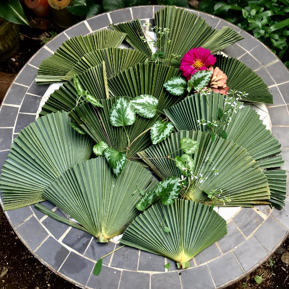 シュロの投稿画像 By マリアさん ラミウムとジニア 百日草 とユーホルビアダイアモンドフロストと小さな庭とノンフィルターと花 あそびとガーデニングと12月生まれ と花のある暮らしとiphone撮影とノンフィルターと花あそびとガーデニングと12月生まれ と花のある