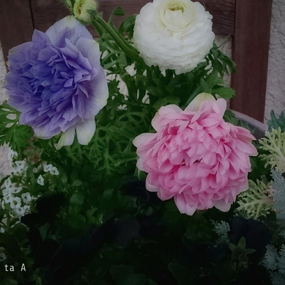 ビオラの投稿画像 By Ta Aさん 八重咲き アネモネとビオラ パンジーと寄せ植えと季節の花と八重咲き とガーデニングと花のある暮らしとニュアンスカラーとラナンキュラスとアネモネ オーロラとアネモネ 凛々花とビオラ パンジーと寄せ植えと季節の花と八重咲きと