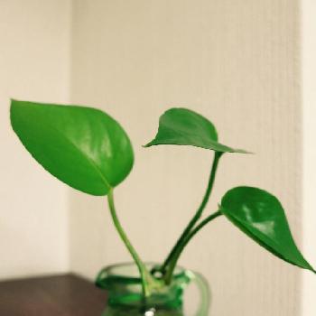 ポトス水差しの投稿画像一覧 Greensnap グリーンスナップ