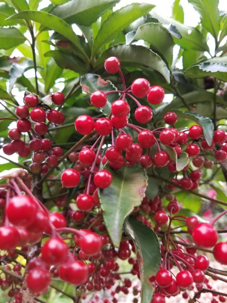 縁起物の投稿画像 By のりこさん 赤い実とマンリョウの実と花のある暮らし 18月12月5日 Greensnap グリーンスナップ