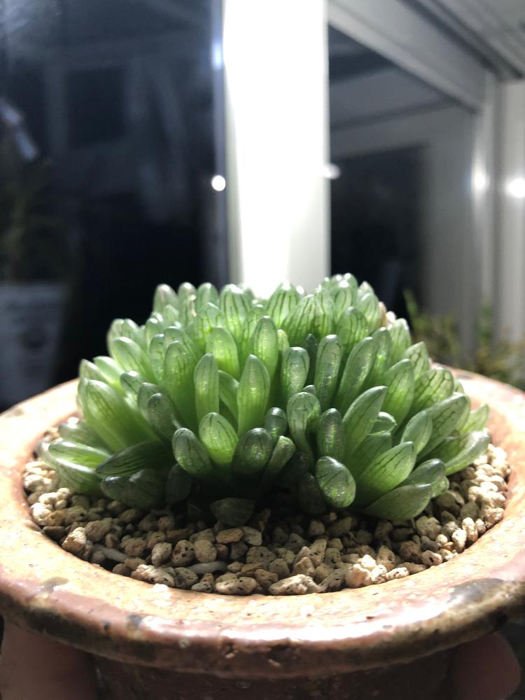 シンビフォルミス グラキリデリネアータの投稿画像 By Cphzさん Haworthia Cymbiformis F Gracilidelineataと多肉植物とハオルチア属 18月12月5日 Greensnap グリーンスナップ