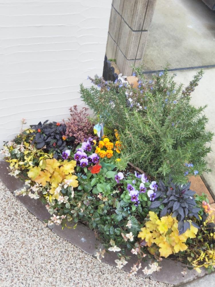 パンジー ビオラの投稿画像 By Micoさん ナメクジとの戦いと寄せ植えと花壇とスラゴと花のある暮らし 18月12月5日 Greensnap グリーンスナップ