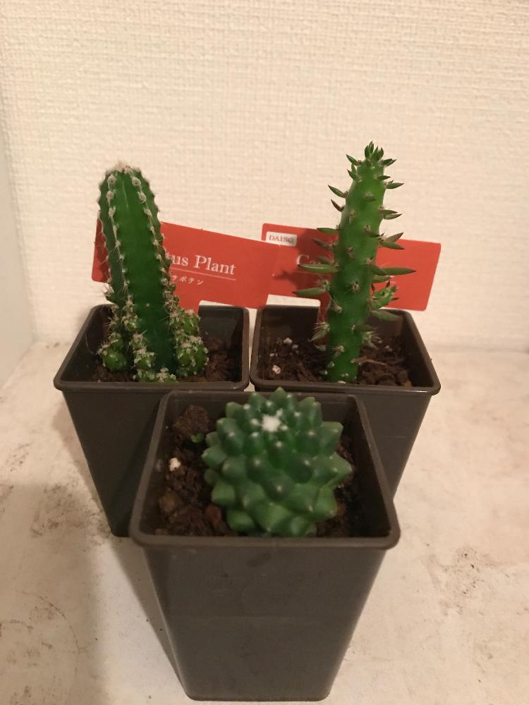 セレウスの投稿画像 By ともキングさん 姫将軍とグリーンのある暮らしとダイソーサボテンとダイソーとサボテンのある暮らしと多肉植物とサボテンとダイソー産 18月12月5日 Greensnap グリーンスナップ