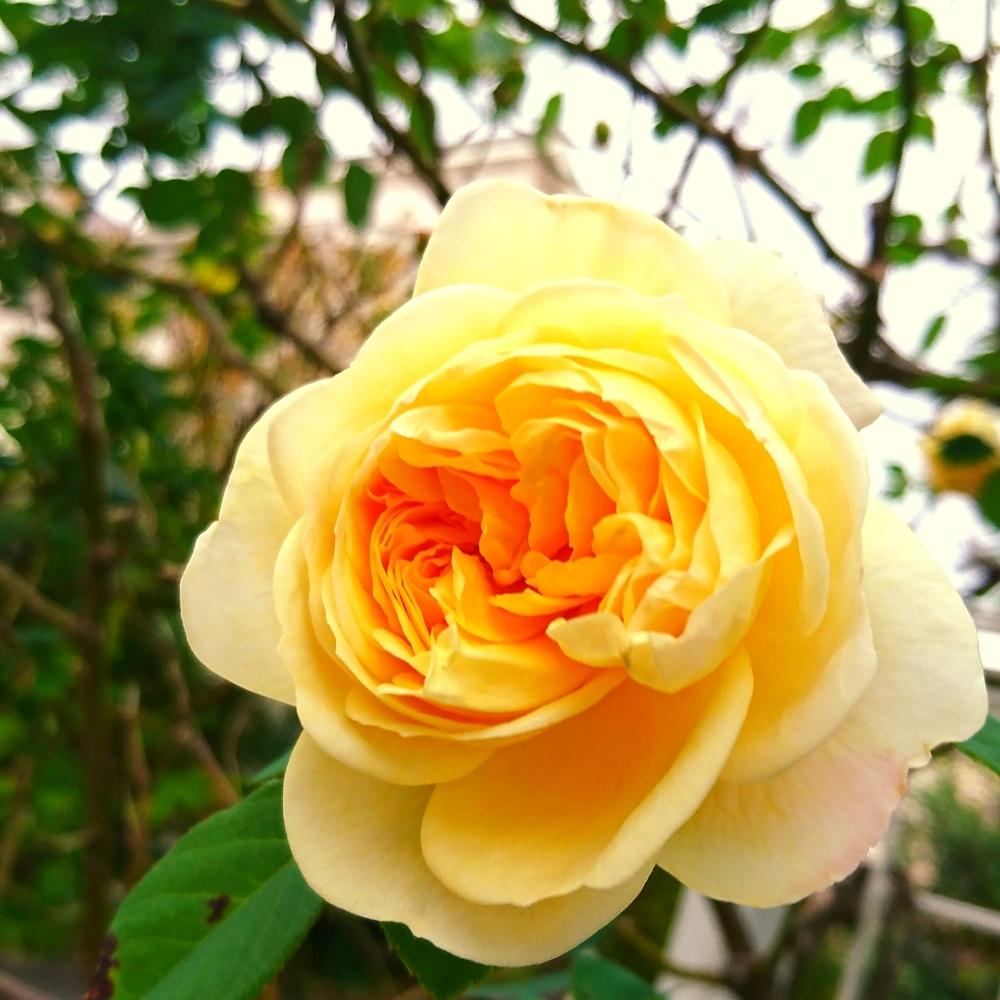 バラ カップ咲きの投稿画像 By いづみさん 黄色い花とオレンジの花と12月とガーデニングと花のある暮らし 18月12月6日 Greensnap グリーンスナップ
