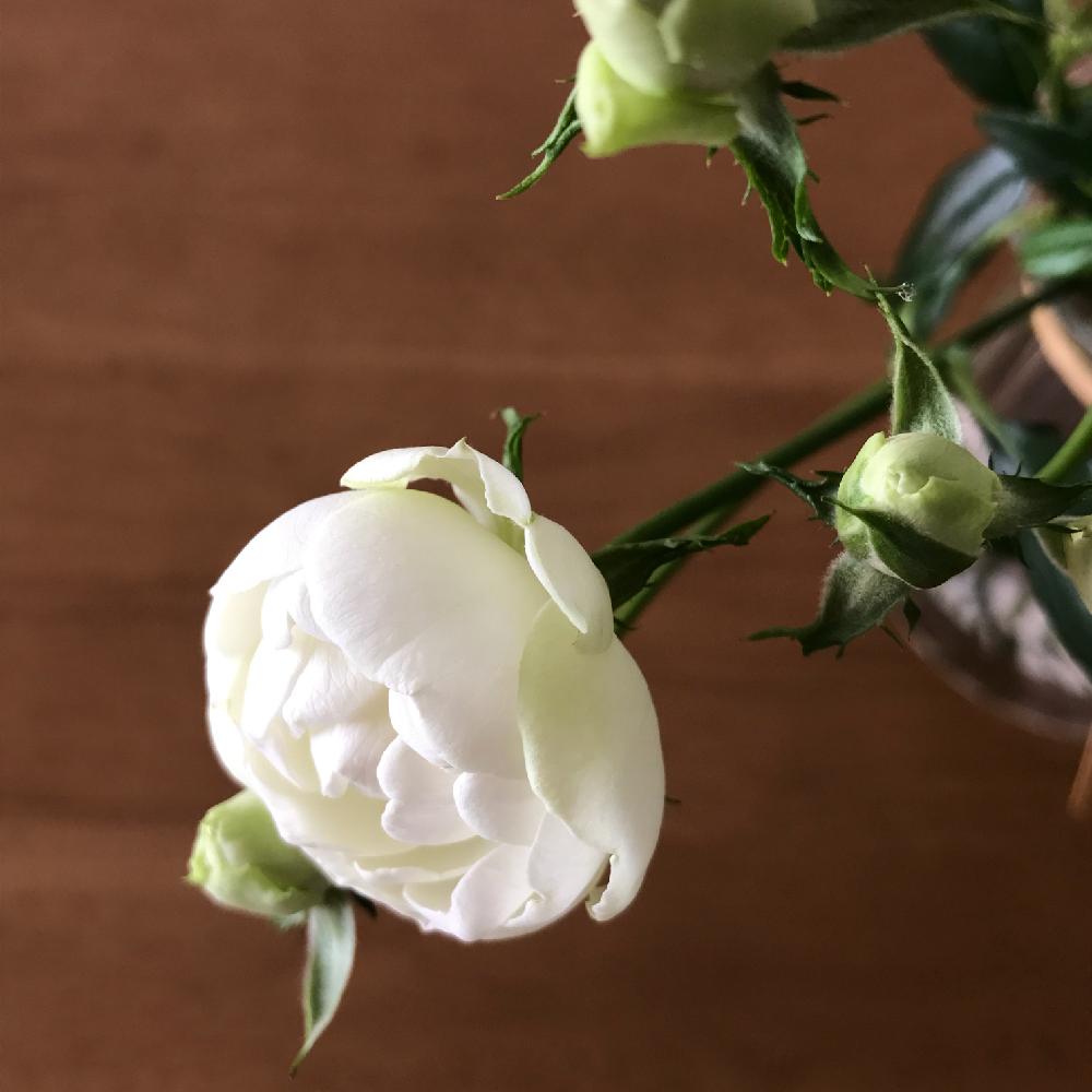 部屋の投稿画像 By Kukkaさん ばら バラ 薔薇と白いバラと切り花を楽しむと スプレーバラところんと可愛いと花のある暮らしと白い花とばら バラ 薔薇と白いバラと切り花を楽しむと スプレーバラところんと可愛いと花のある暮らしと白い花 18月12月6日 Greensnap