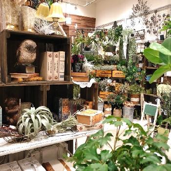 みどりの雑貨屋 京都桂川店のアルバム Greensnap グリーンスナップ