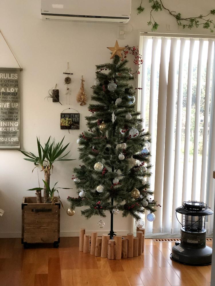 クリスマスツリーの投稿画像 By Sachiさん 観葉植物とインテリアと植物とtoday S Botanicalと緑のある暮らしとクリスマス の準備とインテリアグリーンとクリスマス 18月12月6日 Greensnap グリーンスナップ