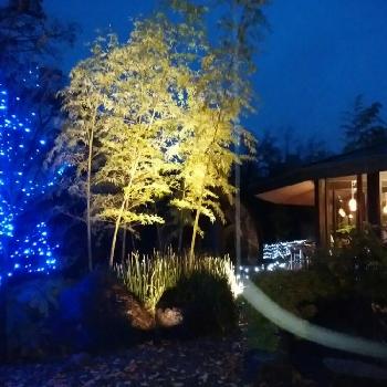 笹竹の画像 by moonさん | お出かけ先と笹竹と『ライトアップグリーン』フォトコンテスト 2018とイルミネーションと温泉と晩秋