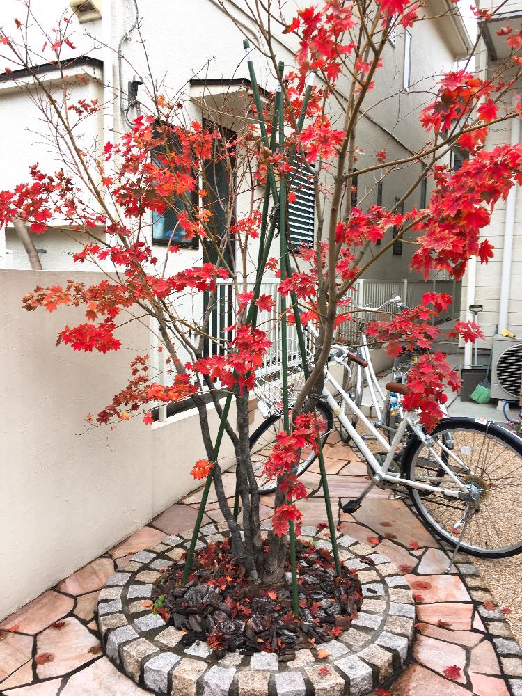 ガーデンの投稿画像 By エリーさん シンボルツリーとコハウチワカエデ と紅葉 こうよう と小さな小さな庭と花のある暮らし 18月12月6日 Greensnap グリーンスナップ