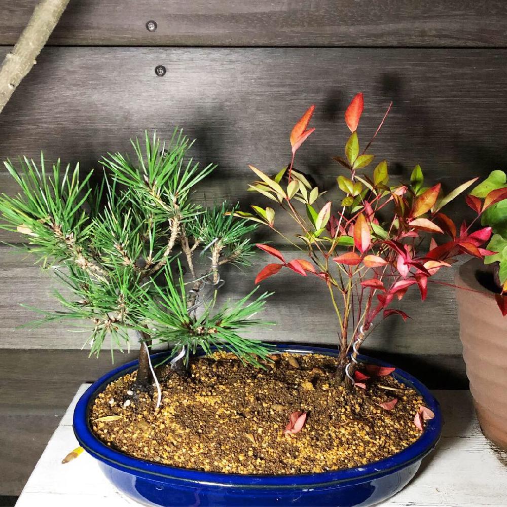 マツの投稿画像 By はるひとさん 南天と盆栽 18月12月7日 Greensnap グリーンスナップ