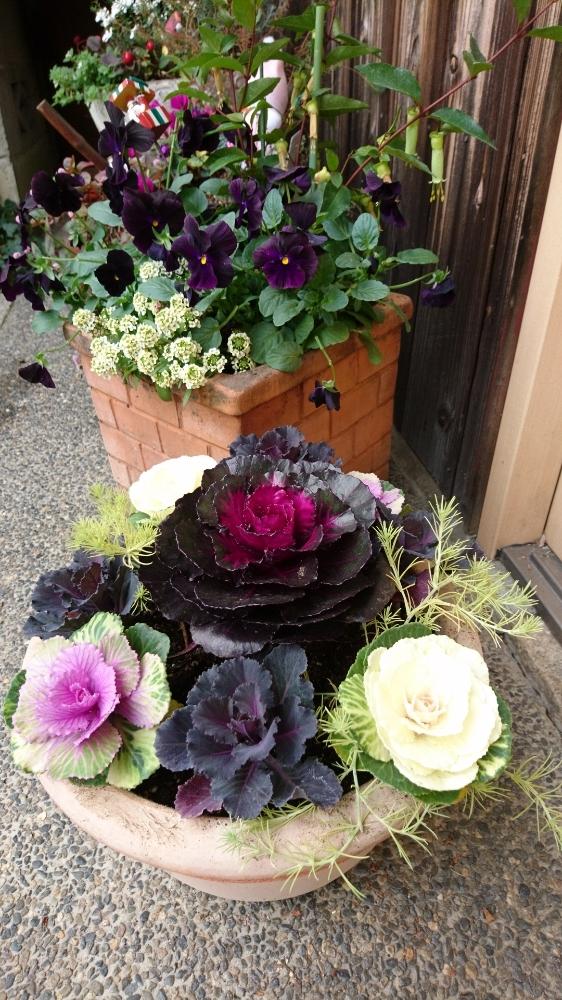 わっこさんの投稿画像 18月12月7日 Greensnap グリーンスナップ