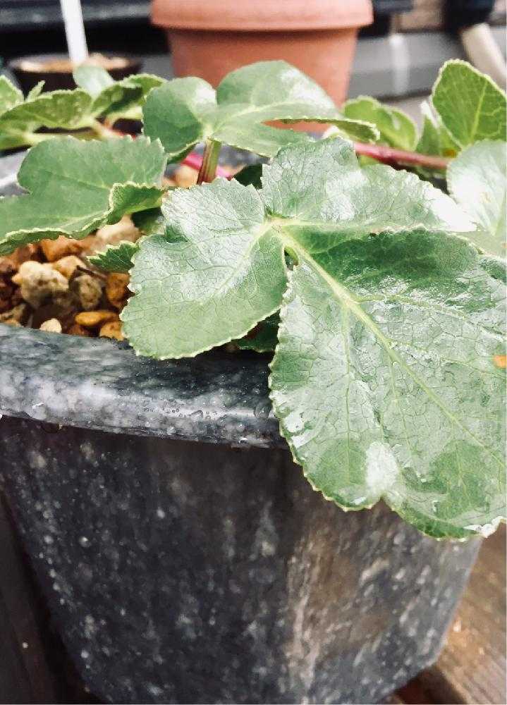 ハマボウフウの投稿画像 By ねこたんぽさん 初心者ですと自然と鉢植えとリッチェルとおうちで自然を感じると リッチェルと生薬 18月12月7日 Greensnap グリーンスナップ