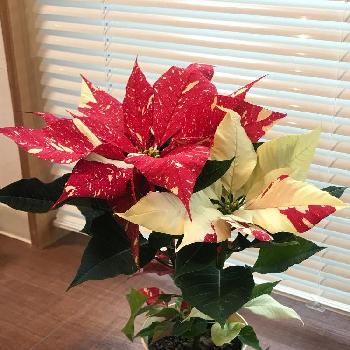 クリスマスの花の画像 by みぃさん | インテリアとポインセチア  ジングルベルと彩りと鉢植えと成長記録と花のある暮らしとクリスマスの花とポインセチア ジングルベル