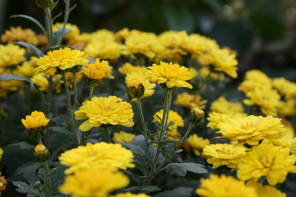 キクの投稿画像 By 和さん 黄色い花とキク科ときいろいお花と花のある暮らしとかわいい 18月12月7日 Greensnap グリーンスナップ