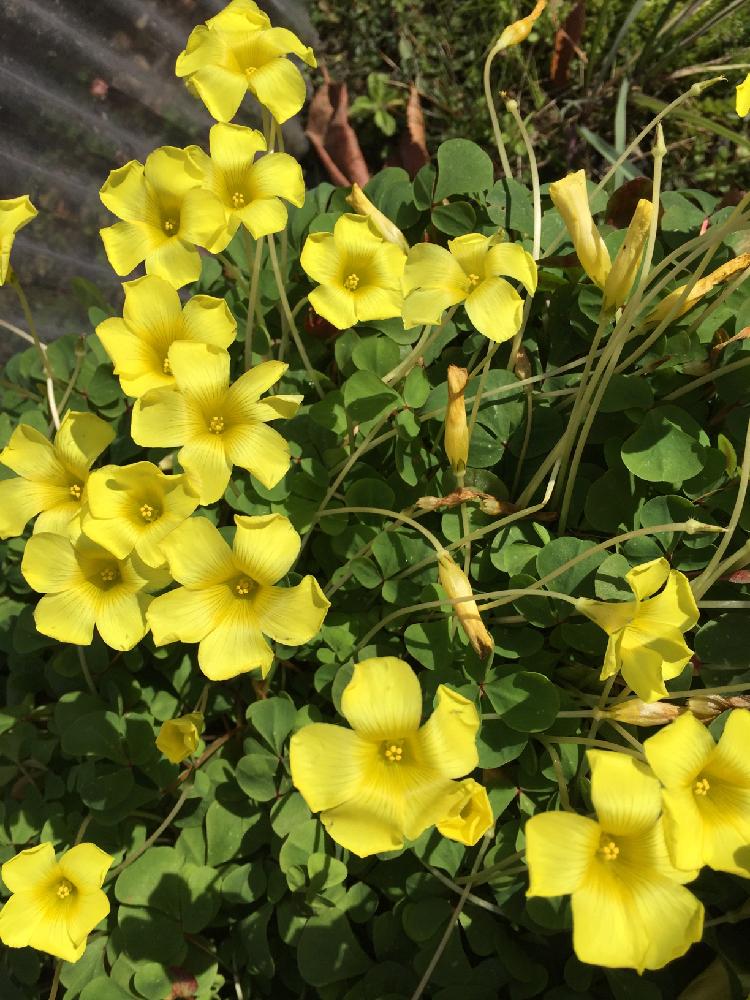 黄色い花の投稿画像 By くまさん 花のある暮らしと オキザリスと冬の対策 18月12月7日 Greensnap グリーンスナップ