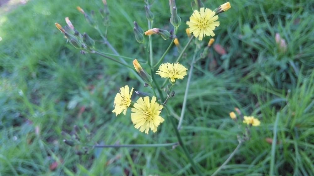 オニタビラコの投稿画像 By たーぼー さん 野草とお写んぽとキク科と雑草と久宝寺緑地と 山野草 フォトコンテスト 18秋 18月12月7日 Greensnap グリーンスナップ