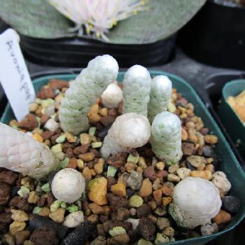 ウロコっぽいの投稿画像一覧 Greensnap グリーンスナップ