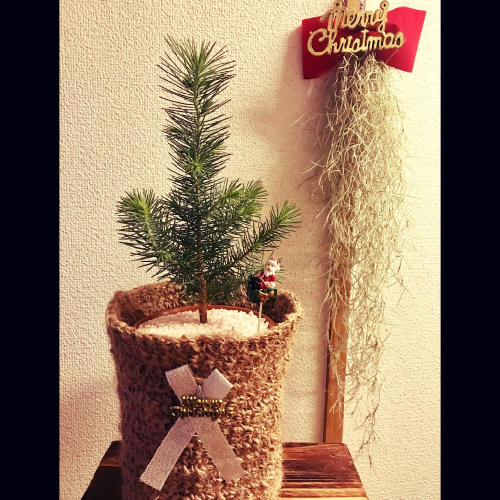 クリスマスの木の投稿画像 By Aerithさん ウスネオイデスとクリスマスツリーと観葉植物と宝くじ当たれと100均 アレンジと編み編み鉢カバーと鉢カバーとエアプランツとクリスマス 18月12月8日 Greensnap グリーンスナップ