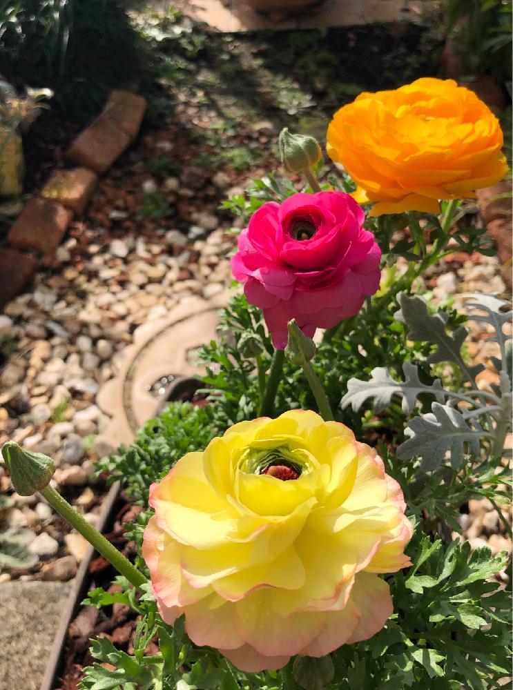 ラナンキュラスの投稿画像 By らりるん さん プランターと季節の花とピンクの花とお花の寄せ植え 18月12月8日 Greensnap グリーンスナップ