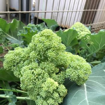 カリッコリーの投稿画像一覧 Greensnap グリーンスナップ