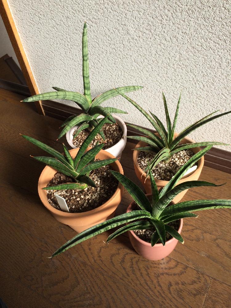 在庫あり 即納 棚整理セール 超希少 サンスベリア シルバーローレンティ 期間限定特価 Pharmascope Org 在庫あり 即納 棚整理セール 超希少 サンスベリア シルバーローレンティ 期間限定特価 Pharmascope Org