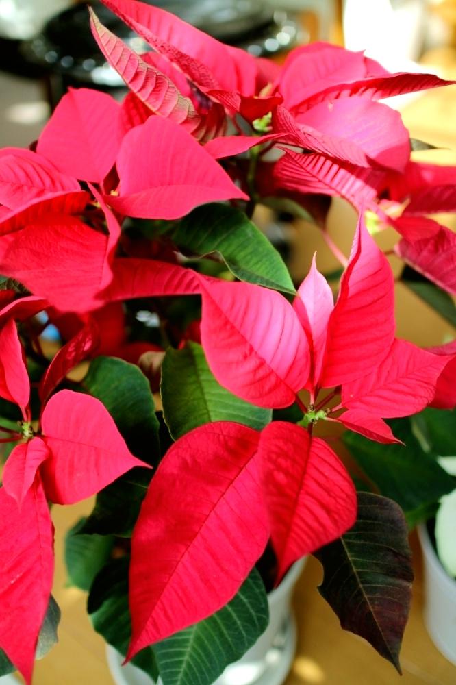 クリスマスの投稿画像 By ロシアンブルーさん ポインセチア 赤と花のある暮らしと観葉植物 18月12月8日 Greensnap グリーンスナップ