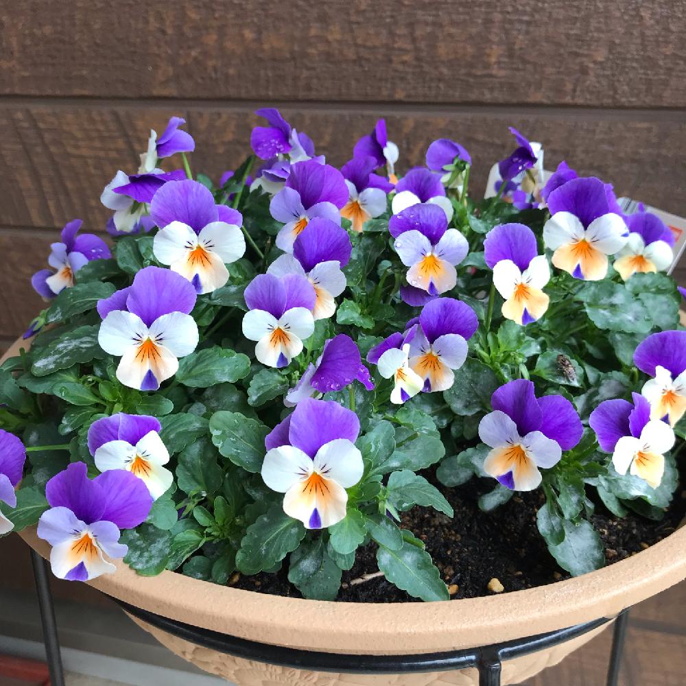 パンジー ビオラの投稿画像 By こはもこさん ビオラとビオラ ピーチジャンプアップと花のある暮らしとうどん粉病 18月12月8日 Greensnap グリーンスナップ