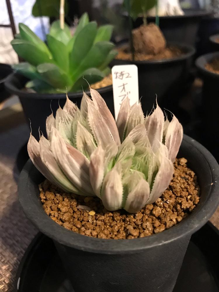 ハオルチアオブツーサ錦 の投稿画像 By Yukichiさん ハオルチアオブツーサ錦 と多肉植物とハオルチア属と塊根植物と珍奇植物と球根植物 18月12月8日 Greensnap グリーンスナップ
