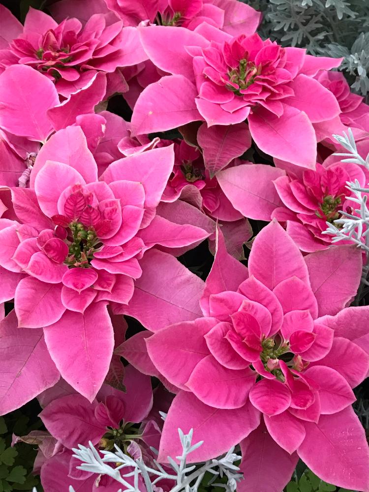 プリンセチアローザの投稿画像 By Ladybirdさん Htcとピンクの花と今日の一枚と今日のお花と安城デンパーク 18月12月8日 Greensnap グリーンスナップ