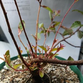 塩害被害の投稿画像一覧 Greensnap グリーンスナップ