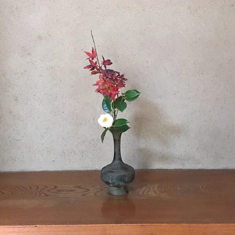 イロハカエデの投稿画像 By わかばさん シラタマツバキと床の間と和室の花といけばなと花のある暮らしとお茶花 18月12月9日 Greensnap グリーンスナップ