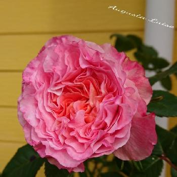 アウグスタルイーゼ＊の画像 by ＹＵＭＩＫＯさん | 小さな庭とスマホ撮影と薔薇愛同盟と2018  Yumiko's garden薔薇と花が好き❤と薔薇に魅せられてと大好きときれいと植中毒と薔薇が好き❤と鉢植えと花のある暮らしとアウグスタルイーゼ＊と薔薇♪といい色♡と素敵