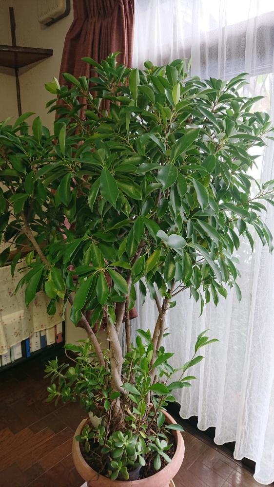 ガジュマルの投稿画像 By にゃんママさん 窓辺と冬越しのガジュマルと冬越しのガジュマル 18月12月9日 Greensnap グリーンスナップ Greensnap グリーンスナップ