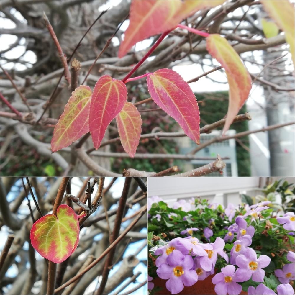 ステラの投稿画像 By 海の月さん カツラ 18月12月9日 Greensnap グリーンスナップ