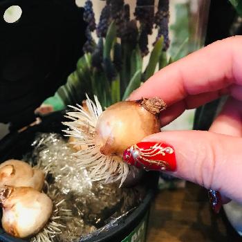 花の球根の投稿画像一覧 Greensnap グリーンスナップ 花の球根の投稿画像一覧 Greensnap グリーンスナップ