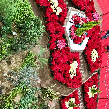 サッポロファクトリーの投稿画像一覧 Greensnap グリーンスナップ