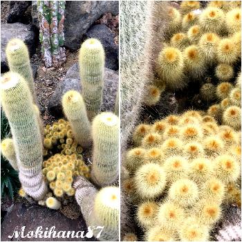 金晃丸 ノトカクタス属の投稿画像一覧 Greensnap グリーンスナップ