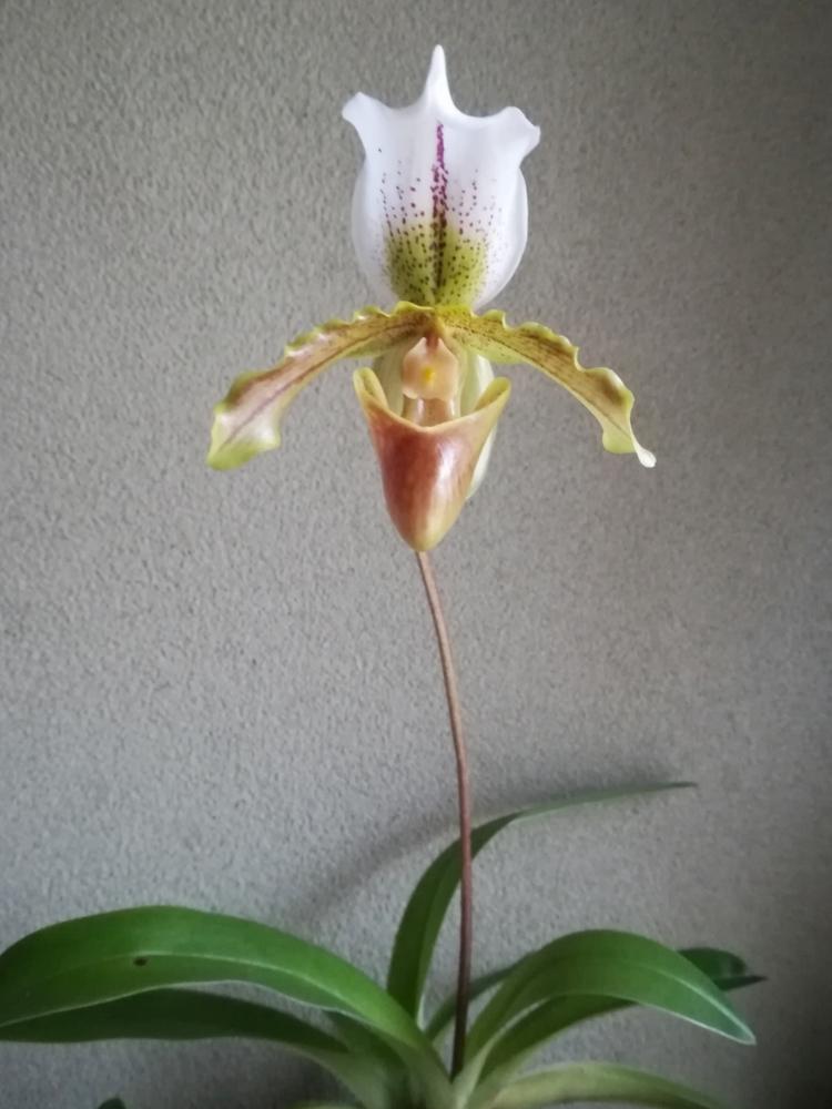 Paphiopedilum Leeanumの投稿画像 By 阿南田零さん パフィオぺディラム リーアナムと洋蘭と地生蘭とパフィオ ぺディルム属とラン科とgs映えとパフィオぺディラム属と洋ランと洋蘭交配種と花のある暮らしとパフィオペディルム 18月12月9日 Greensnap グリーン