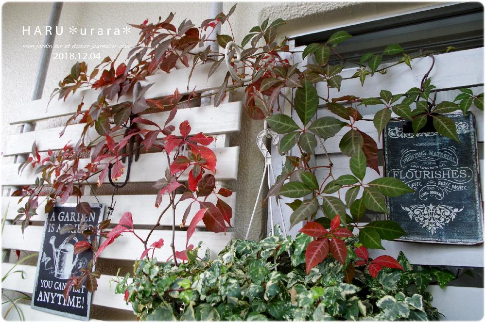 バルコニー/ベランダの画像 by H・A・R・Uさん | バルコニー/ベランダとヘンリーツタとヘデラ・コリブリとみどりのある暮らしとベランダガーデンとつる性植物と綺麗な紅葉とガーデニングとバルコニスト