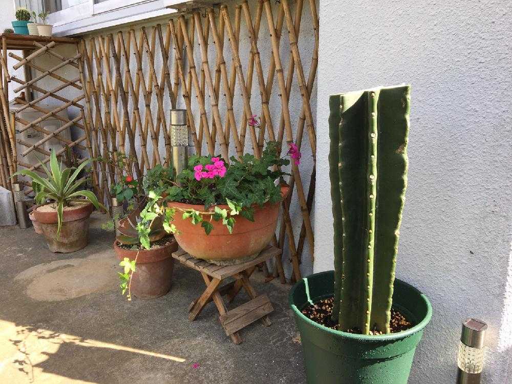 🌵柱サボテン 鬼面角の胴切りと植え替え。｜🍀GreenSnap（グリーン