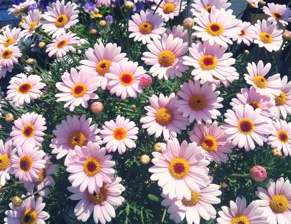 マーガレットの投稿画像 By Chacoさん 花のある暮らしとかわいい花とピンクの花と元気いっぱい 18月12月10日 Greensnap グリーンスナップ