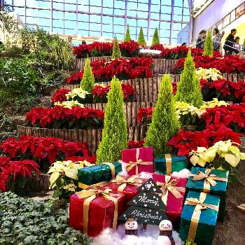 サッポロファクトリーの投稿画像一覧 Greensnap グリーンスナップ