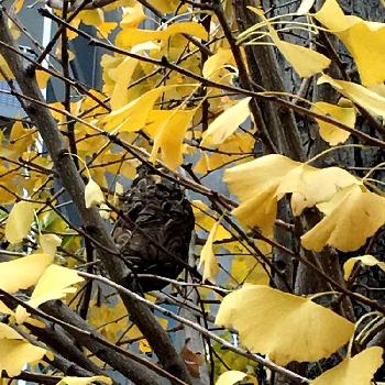 黄色の葉っぱの画像 by りりぃさん | バルコニー/ベランダと蜂の巣と黄色の葉っぱと街路樹