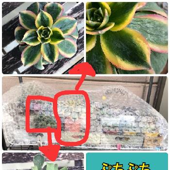 霜よけ方法の投稿画像一覧 Greensnap グリーンスナップ